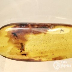 Янтарь-инклюз